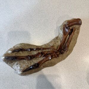 Allosaurus Dinosaur Arm and Hand Cast Sculpture Taxidermy Bones